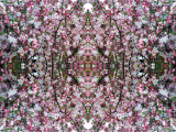 DSCN2875-kaleidoscope_gr3_1