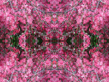 DSCN2878-kaleidoscope_gr3_1