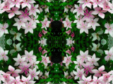 DSCN5813-kaleidoscope_gr2_1