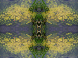 DSCN6289-kaleidoscope_gr2_1