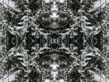 Double symétries : arbres, neige, hiver, connifères