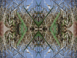 DSCN7081-kaleidoscope_gr2_1