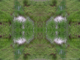 DSCN7162-kaleidoscope_gr2_1