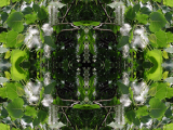 DSCN7167-kaleidoscope_gr2_1