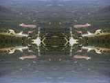 DSCN7325-kaleidoscope_gr2_1