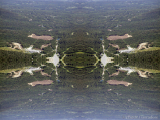 DSCN7325-kaleidoscope_gr2_1