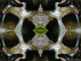 DSCN8148-kaleidoscope_gr2_1