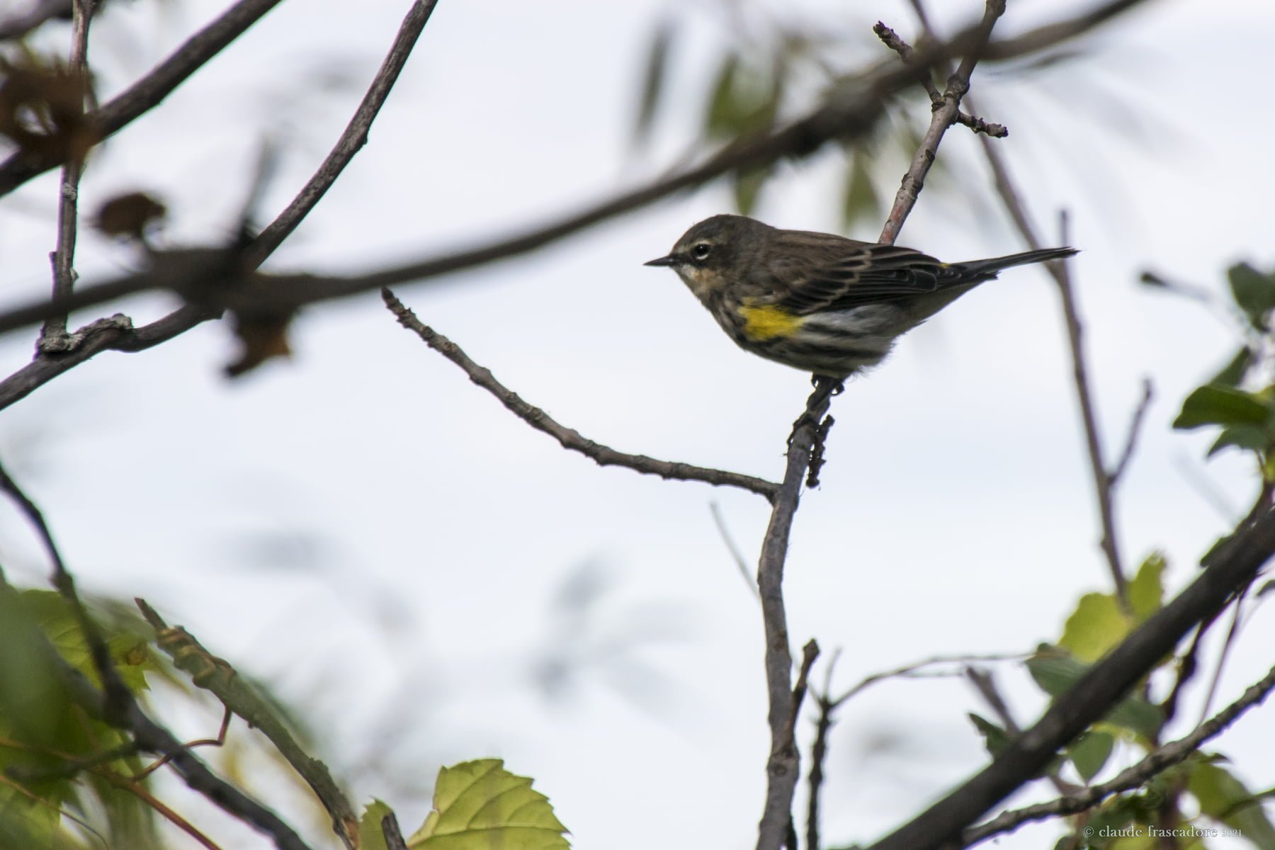 Jolie petite paruline a croupion jaune mâle juvénile Jolie petite paruline a croupion jaune mâle juvénile